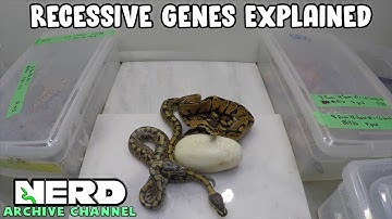 Recessive Genes Explained with Ball Pythons (ARCHIVED VIDEO)