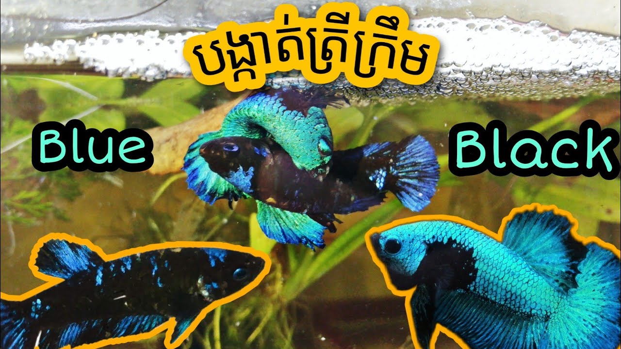 Lateks neylon jinsiy aloqa