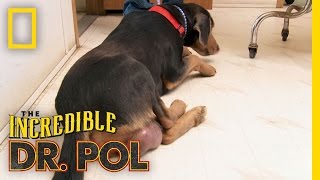 Dr. Pol tries to determine what has caused a dog's testicles to inc...