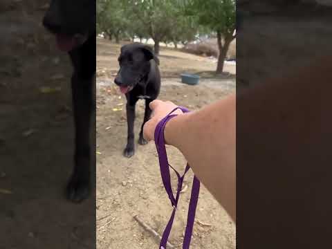 Βίντεο: Praziquantel για σκύλους