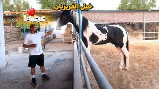 حصان احلامي 🥲 الحصان الضخم النادر !!