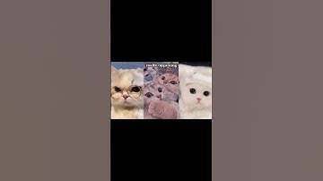 Thumbnail of 😶😕. #song #iychloepawapua #laguviral #cat #fypyoutube #fypage #fypviral #fyp #fypviralシ #fypppp