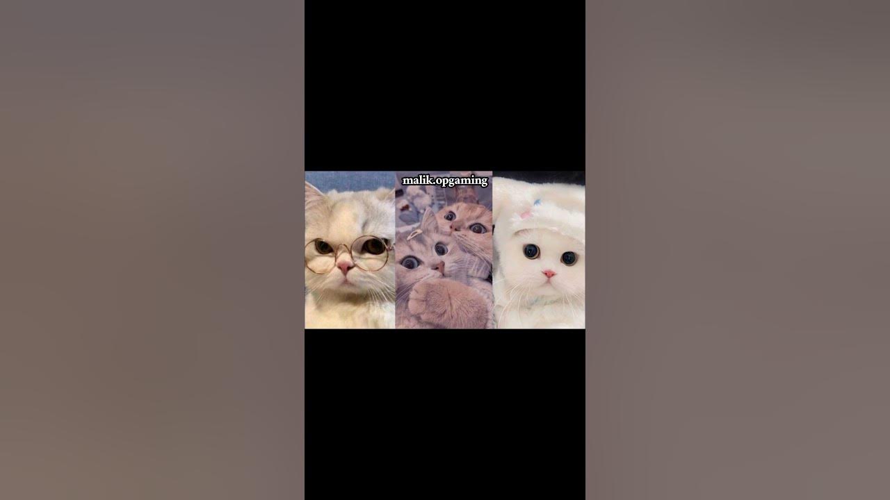 😶😕. #song #iychloepawapua #laguviral #cat #fypyoutube #fypage #fypviral #fyp #fypviralシ #fypppp 😶😕. #song #iychloepawapua #laguviral #cat #fypyoutube #fypage #fypviral #fyp #fypviralシ #fypppp