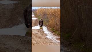 Дикие моменты: кабан в движении #дикаяприрода