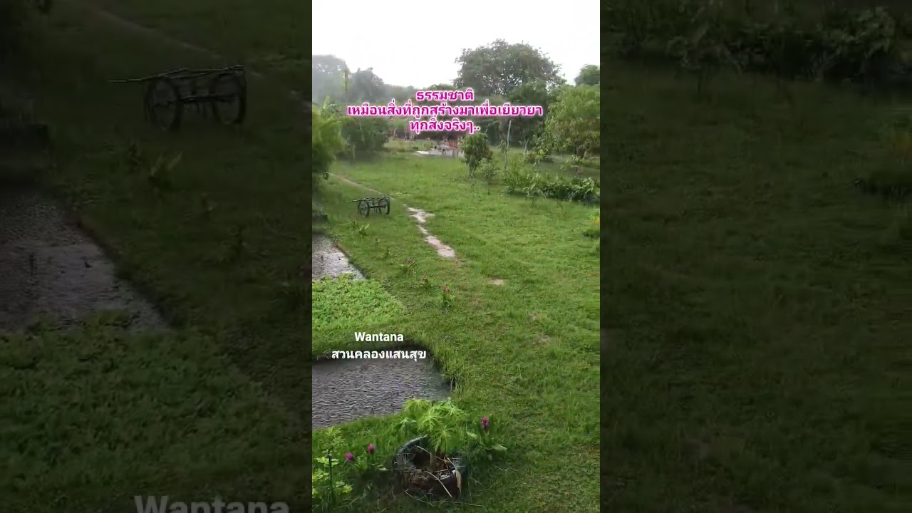 เกษตรพอเพียงเลี้ยงชีวิต.. #สวนคลองแสนสุข #garden #automobile #คลองไส้ไก่ #เกษตรผสมผสาน #เกษตรกรรม