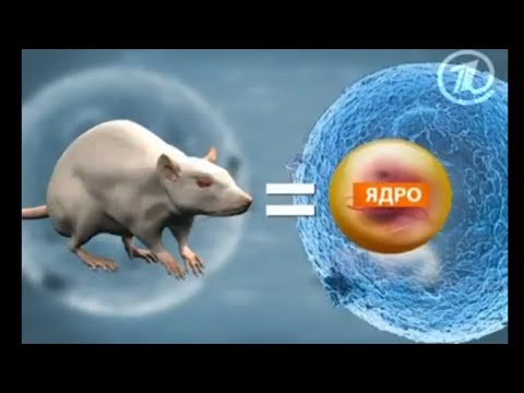 Почему нельзя клонировать человека