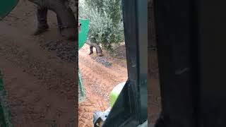ASPIRADORA/ LIMPIADORA DE ACEITUNA MODELO Facma Cimina 350