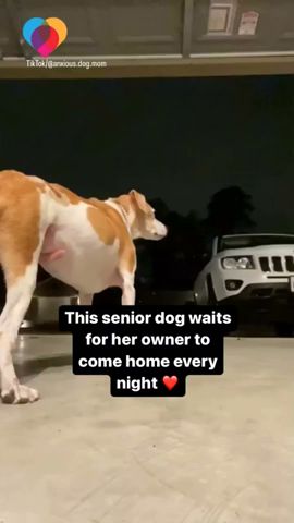 Senior dog eagerly awaits for her owner to return home every night