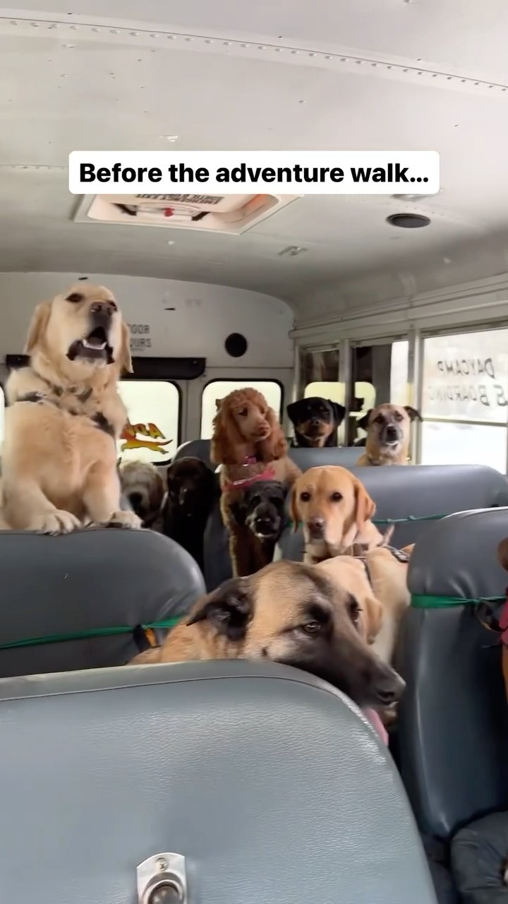 #JasonDeruloTV // ?? #GotPermissionToPost From IG @escapetothecountrykennels #YouCanDoAnything