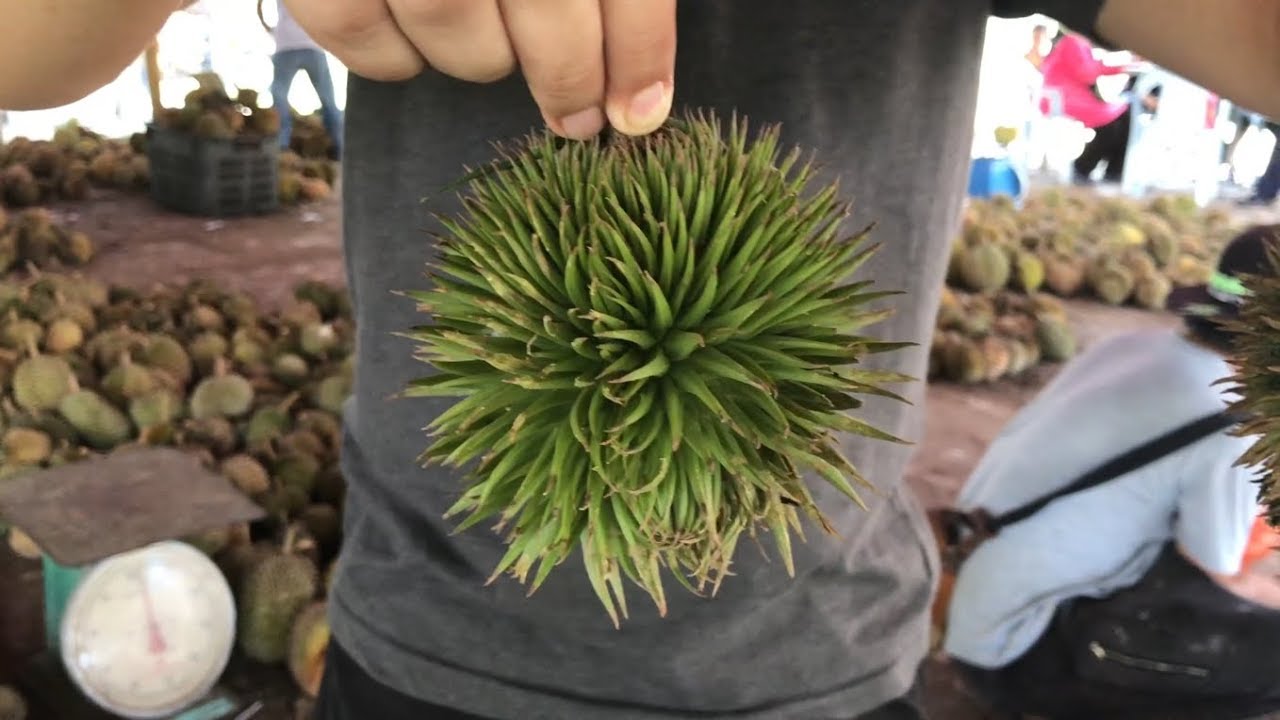  Durian Hutan  Hulu Langat Memang Menyengat YouTube