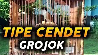 CIRI-CIRI CENDET TIPE GROJOK #bangucupchannel
