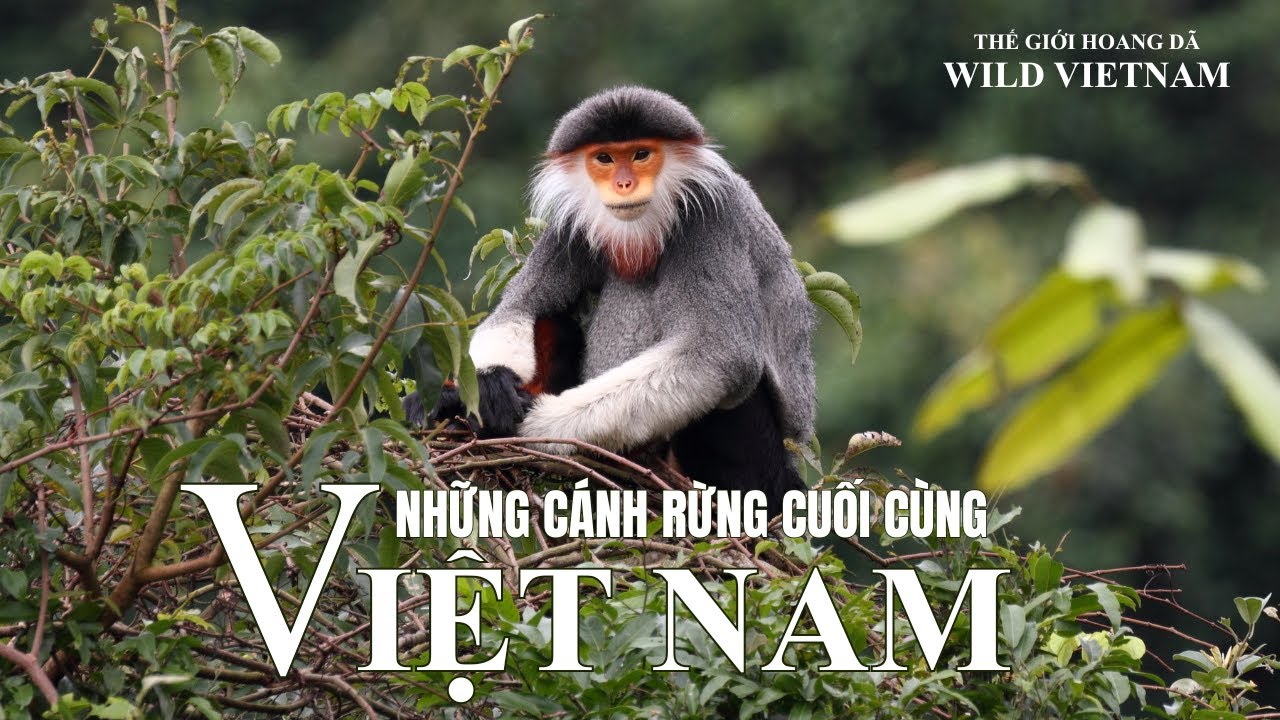VIỆT NAM - NHỮNG CÁNH RỪNG HOANG DÃ CUỐI CÙNG. 