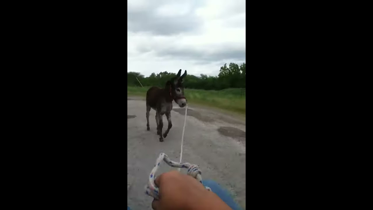 A Completely Normal Day In Texas