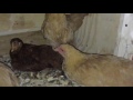 Chickens in their roost at night.