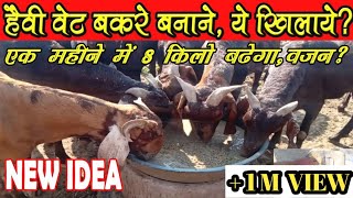 #luckygoatfarm #bakripalan ।हैवी वेट बकरा कैसे बनाएं।। heavy waight bakra kaise banaye 2