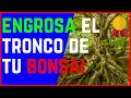 🌳como ENGROSAR el TRONCO de tu BONSAI🌳(3 TÉCNICAS SUPER EFECTIVAS) MUY BIEN EXPLICADO✔✔