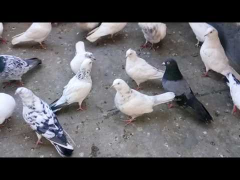 ek-shonk-kaburat-baji-da