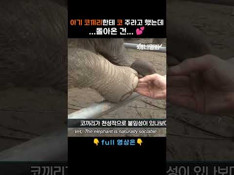 아기 코끼리와 PD 사이에 애동이도 껴주세요 (<strong>질투나</strong>..) #애니멀봐 #shorts