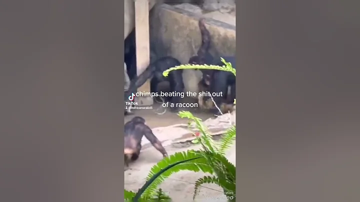 chimps beating the shit out of a racoon