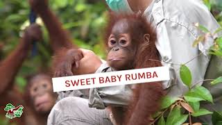 Meet Sweet Baby Rumba