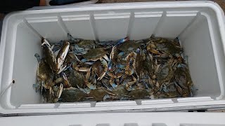 INSANE BLUE CRAB CATCHING in CRYSTAL DIRTY WATERS in TEXAS