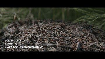 CANON EOS 1100D (REBEL T3) MAGIC LANTERN RAW UPSCALING 4K VIDEO COLOUR GRADING VARIATION FOOTAGE