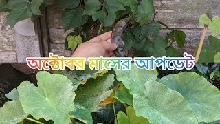 Garden Update October 2023 |Bangladeshi Khosu Harvesting and Hyacinth Beans| Shoker Bagan UK