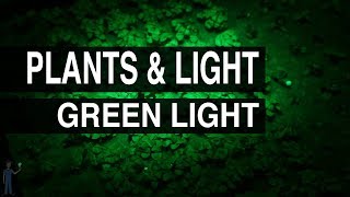 Green Light : Plants & Light #105