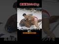 #格闘技 体重差234kgで試合をおこなった末路