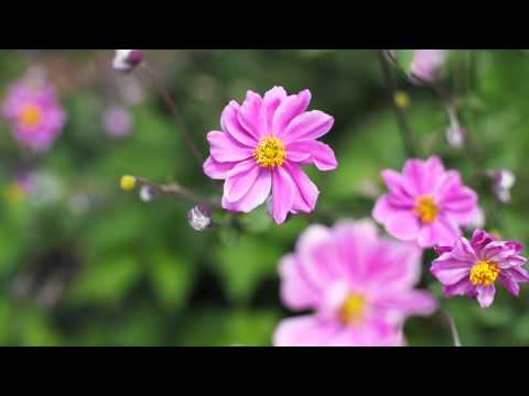 Video: Terry Anemoon (24 Foto's): Planten En Verzorgen Van Bloemen In Het Open Veld. Meerjarige Anemoonsoorten