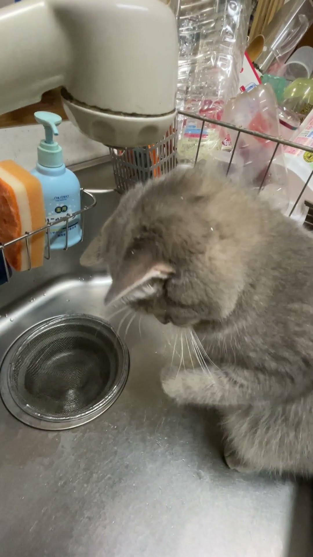 Kitten Confounded By Dripping Water || ViralHog