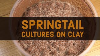 How to Make Clay Springtail Cultures Using Calcium Bearing Clay Pellets