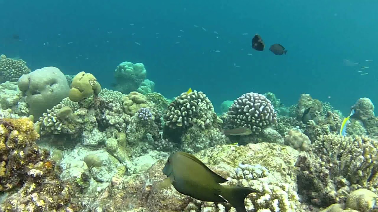 maldives snorkelling at veligandu island with the gopro hero2 maldives snorkelling at veligandu island with the gopro hero2 youtube maldives snorkelling at veligandu island with the gopro hero2 maldives snorkelling at veligandu island with the gopro hero2 youtube