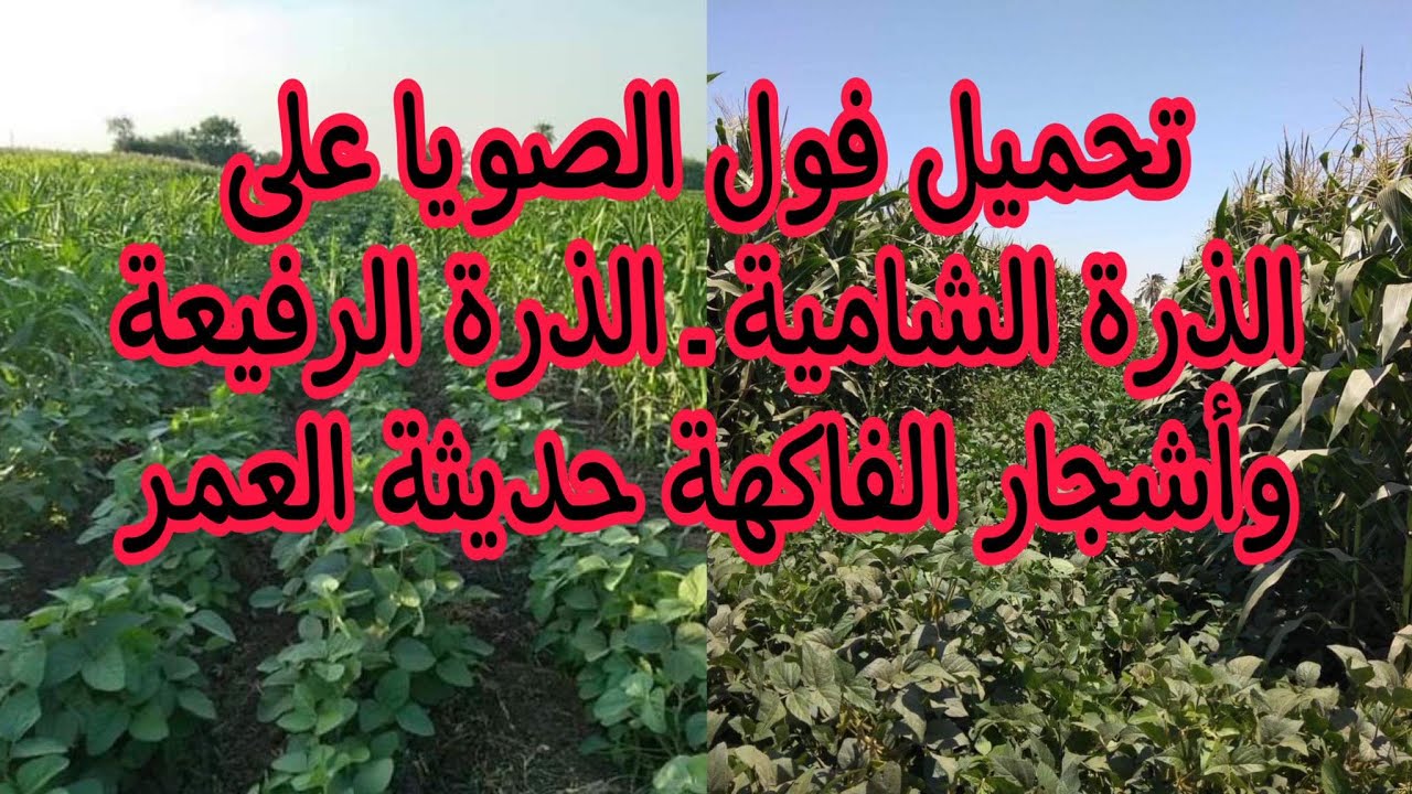 تحميل فول الصويا على الذرة الشامية أو الذرة الرفيعة أو أشجار الفاكهة حديثة العمر