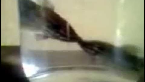 Cá thanh ngọc bảy trầu, bãi trầu chấm đá   Trichopsis vittata fighting 1