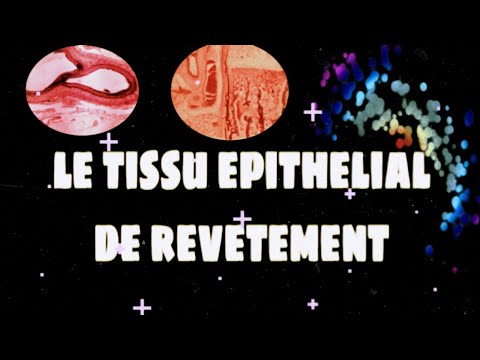 Histologie 👉/ le tissu epithelial de revetement....بالدارجة - YouTube