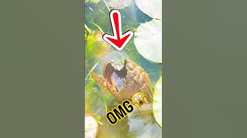 Catching wild alien betta 👽 #betta #bettafishtank #wildbetta