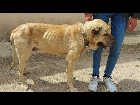 Ö*LÜMSÜZ GALİBA BU KÖPEK BU SENEDE KEFENİ YIRTMIŞ ! HAYVANCILIK VE KÖY HAYATI ÇOBAN KÖPEKLERİ KANGAL