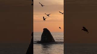 Humpback Feeding On Anchovies At Sunset Motnerey, Ca