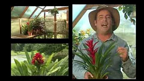 Ask Dave Egbert The Coastal Gardener about Ginger