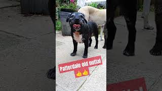 patterdale terrier.last bitch#Terriers#shorts