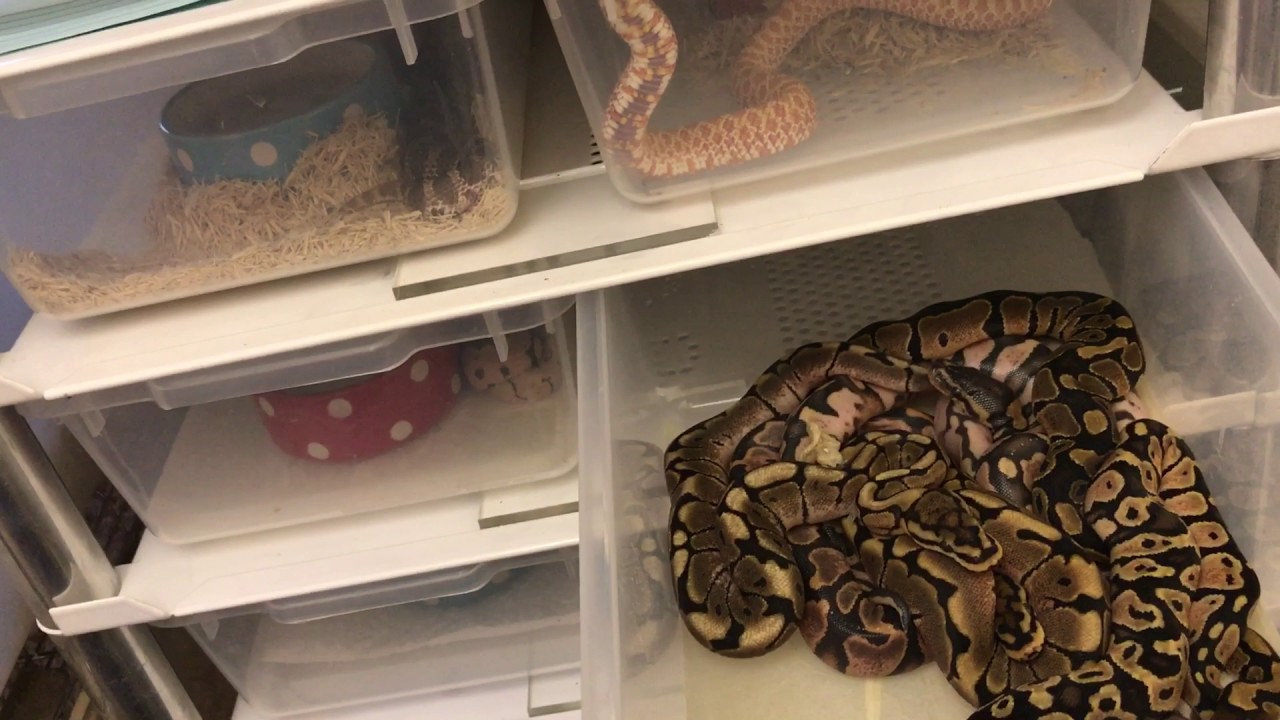 camera iphone 8 plus apk Ball python givaway