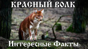 Красный волк - интересные факты