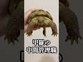 『世界カメの日』には愛亀家は喜んでカメの下僕になります【World Turtle Day】