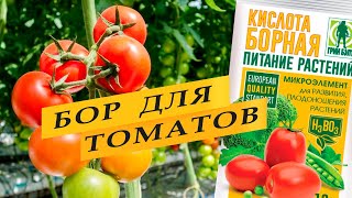 Опрыскивание томатов борной кислотой