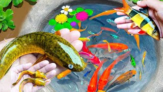 Find Colorful Ornamental Fish, Koi fish, betta fish, catfish, glofish, Fishing video
