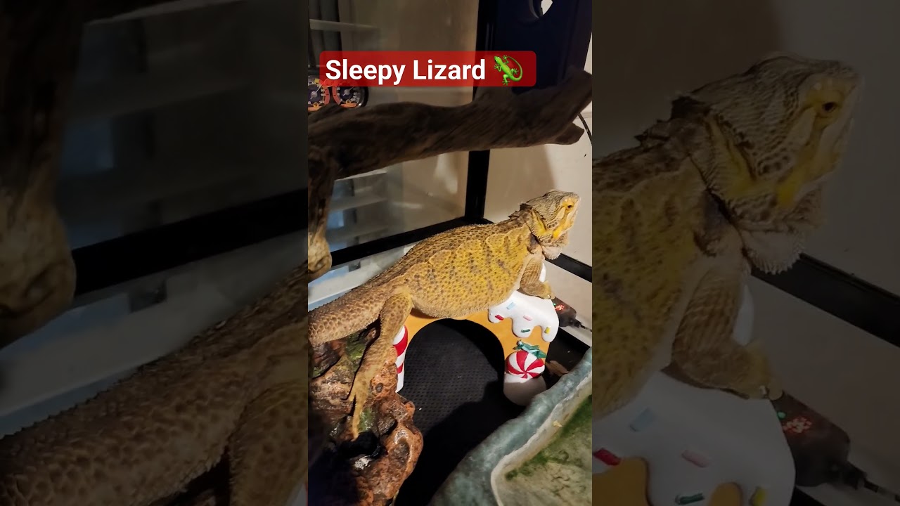 Sleepy Lizard 