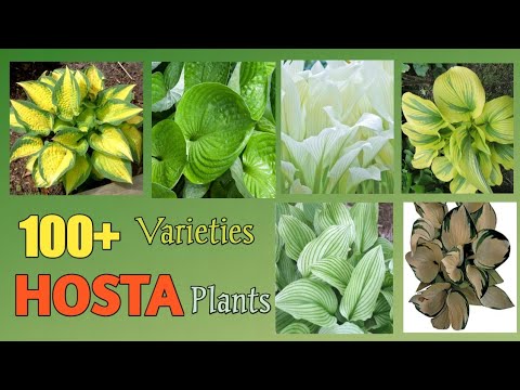Video: Het Hosta-plante blomme - Hou of sny Hosta-plantblomme