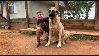 KANGAL BARON AHMET’İN NASI Bİ BELA OLDUĞUNU ANLADI :))