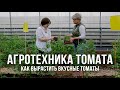 Агротехника томатов. Выращивание томатов в теплице и в открытом грунте.